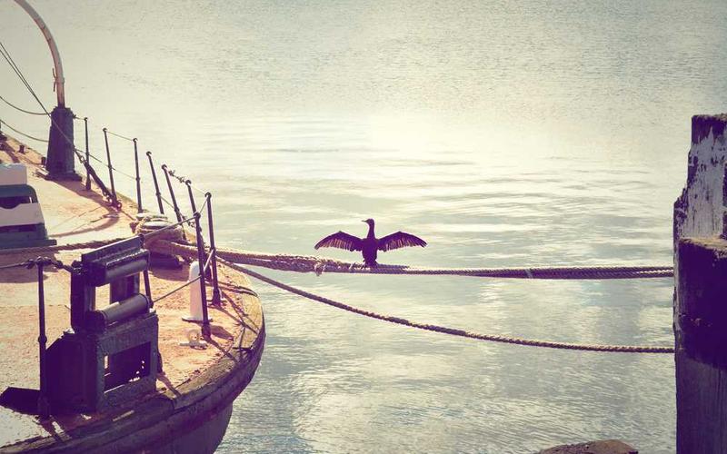 美剧种植技术分类